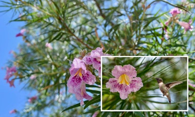 Desert Willow Chilopsis linearis California Native tree