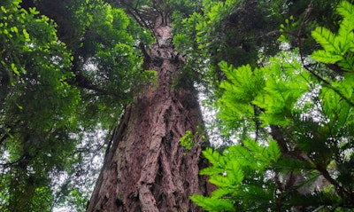 Coast Redwood Sequoia sempervirens California Native tree