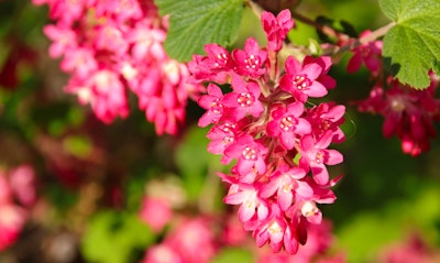 Redflower Currant Ribes sanguineum California Native