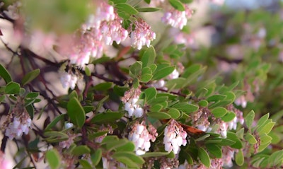 Manzanita Arctostaphylos California Native