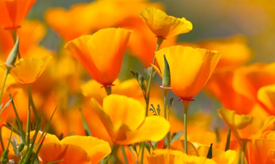 California Poppy Eschscholzia californica California Native