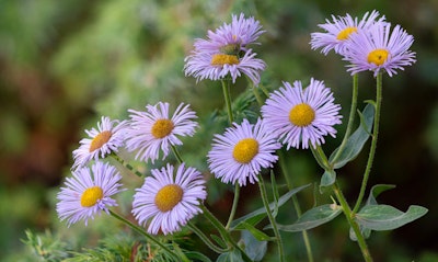 Wayne Roderick Daisy Erigeron California Native