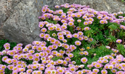 Seaside Daisy Erigeron glaucus California Native