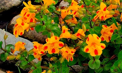 Monkey Flower Diplacus Mimulus California Native