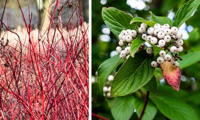 Red Twig Dogwood Cornus sericea California Native