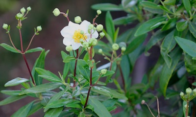 Bush Anenome Carpenteria californica California Native