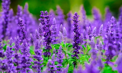 Salvias apiana, 'Bee's Bliss' California Native