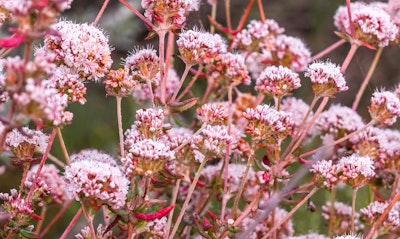 Buckwheat Eriogonum fasciculatum California Native