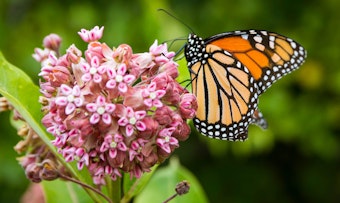 Butterfly on milkweed plant