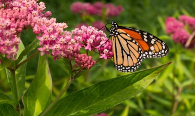 Milkweed Asclepias California Native