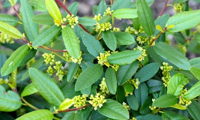 California Coffeeberry Rhamnus californica California Native