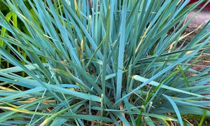 California Fescue Festuca californica