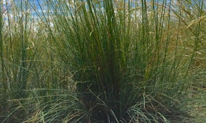 Idaho Fescue Festuca idahoensis