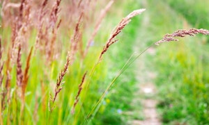 Red Fescue Festuca rubra grass