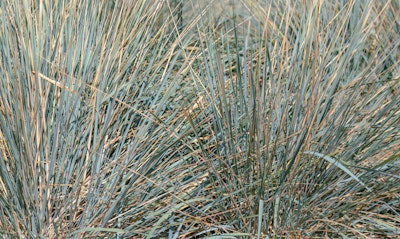 Giant Ryegrass Leymus condensatus grass