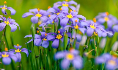 Blue Eyed Grass Sisyrinchium bellum