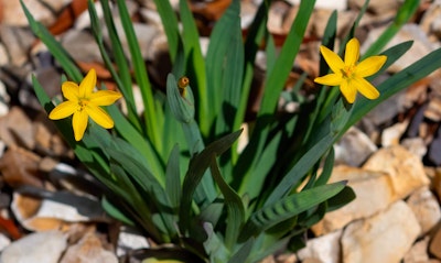 Yellow-Eyed Grass Sisyrinchium californicum