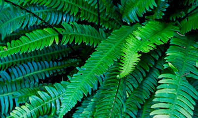 Deer Fern Blechnum spicant