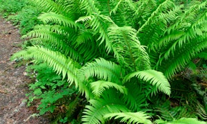 western sword fern