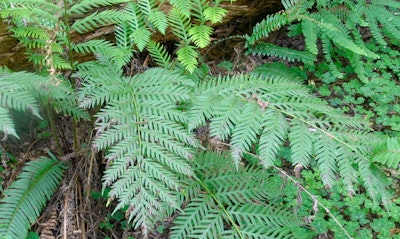 Giant Chain Fern Woodwardia firmbriata