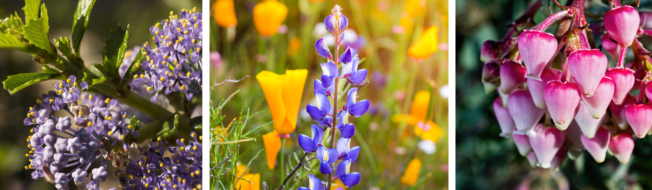 Wild Lilac, Lupine, California Poppies and Manzanita