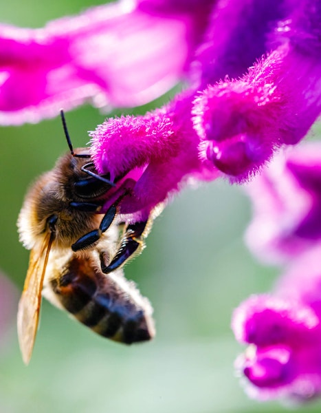 Pollinator bee on a California Native plant