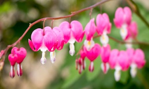 bleeding hearts dicentra