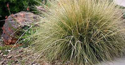 Deer Grass Muhlenbergia rigens California Native