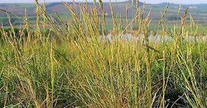 Western Fescue Festuca occidentalis California Native