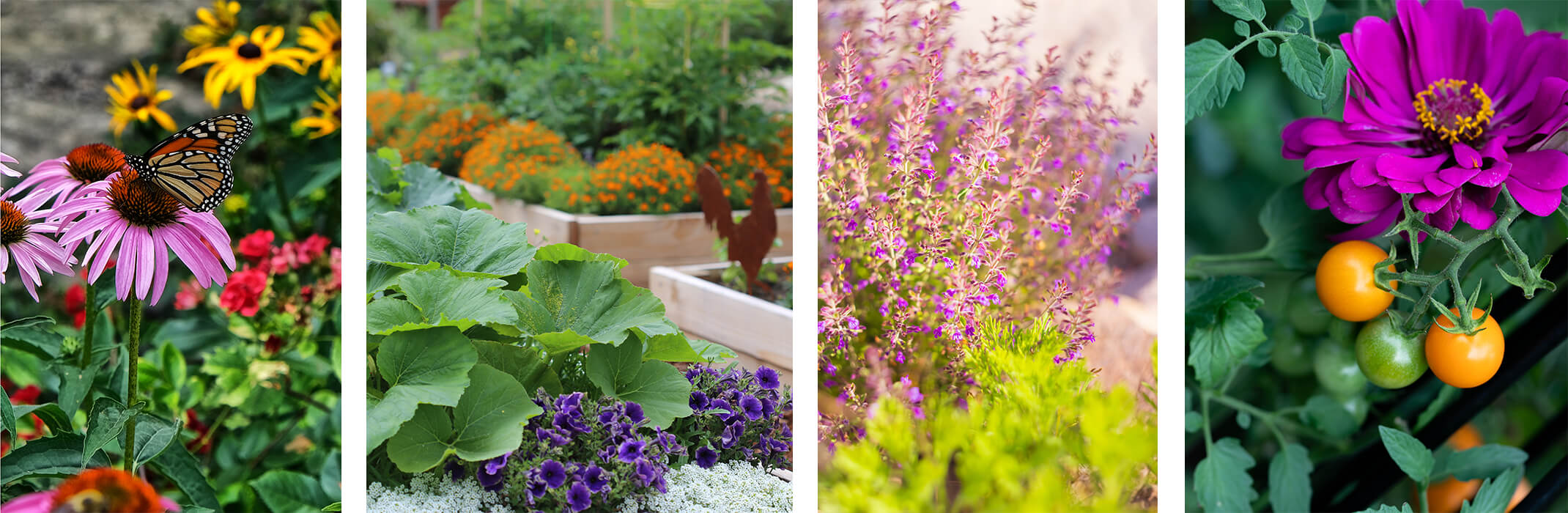 Collage with 4 picts: butterfly on echinacea in garden with other flowers, raised vegetable garden beds with  edible plants and flowers, sage planted in garden, and cherry tomatoes growing near a purple flower