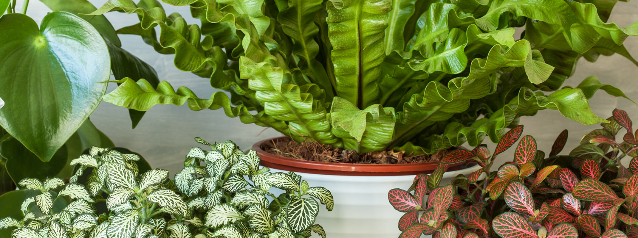 Assorted houseplants including nerve plants, bird's nest fern and peperomia