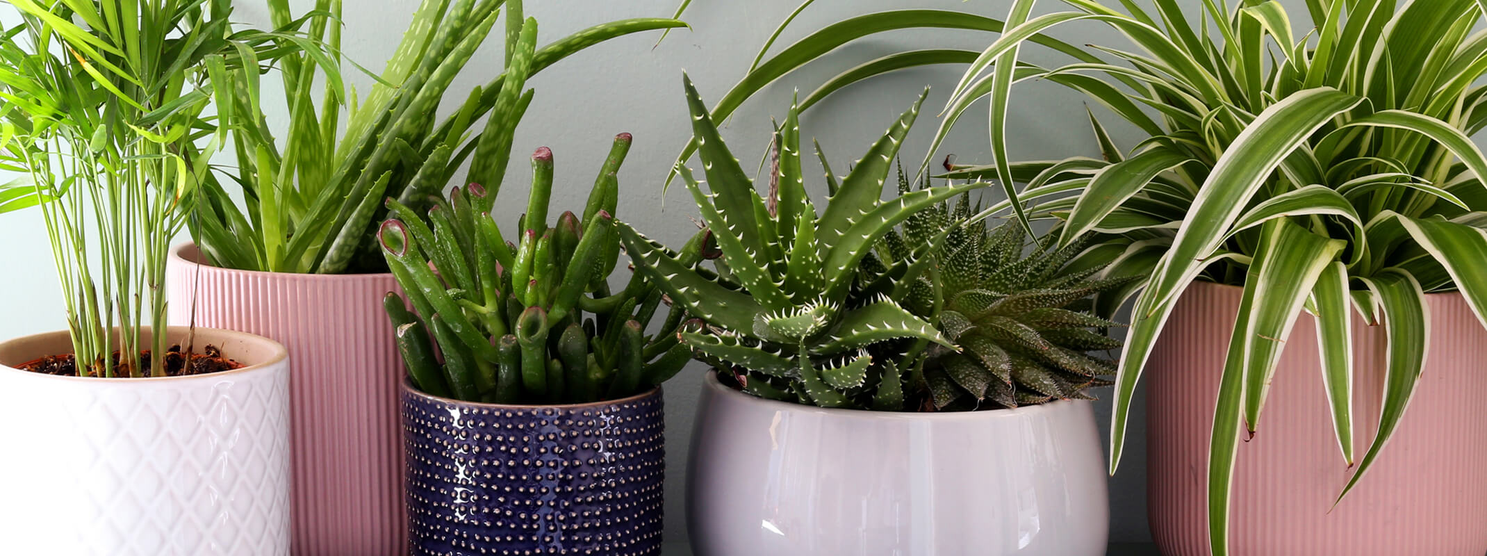 Various houseplants, palms, aloe vera, spider plant and succulent all potted in modern containers