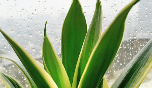 Sansevieria or Snake Plant in a window where it's dreary and raining outside