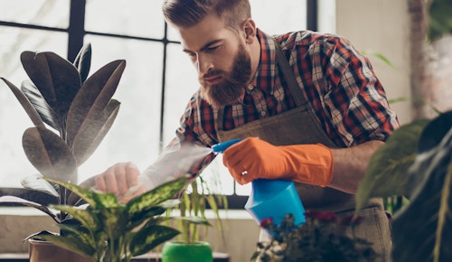 Man spraying and watering his rubber tree houseplant