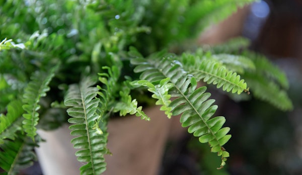 Fern houseplant