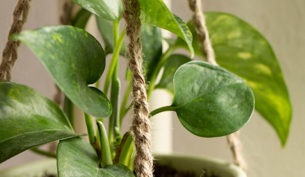 pothos in hanging basket