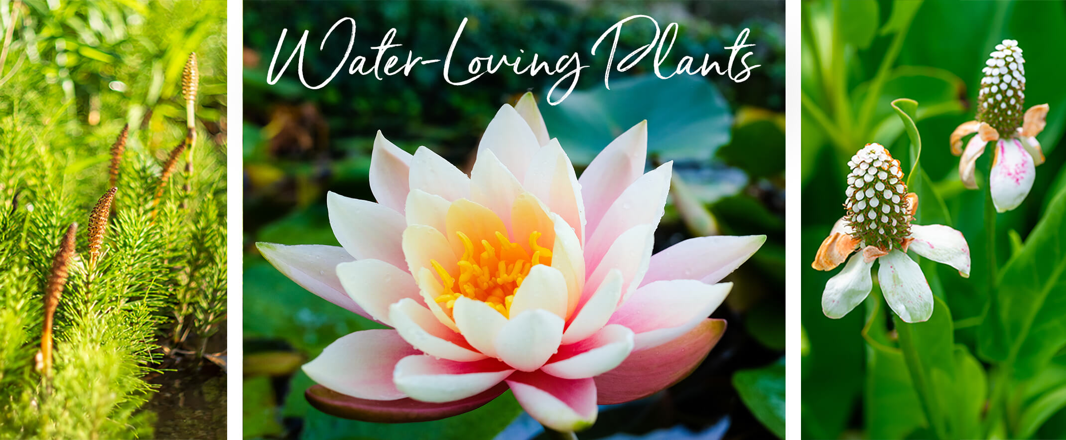 Aquatic Plants 3 images of different aquatic plants with text above one that says