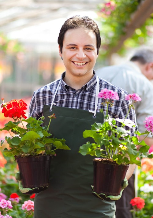 Man working in garden center smiling and holding red and pink geraniums