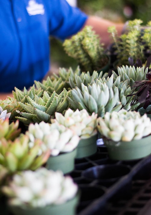 A variety of succulent in the foreground with a SummerWinds Nursery associate in their blue shirt in the background