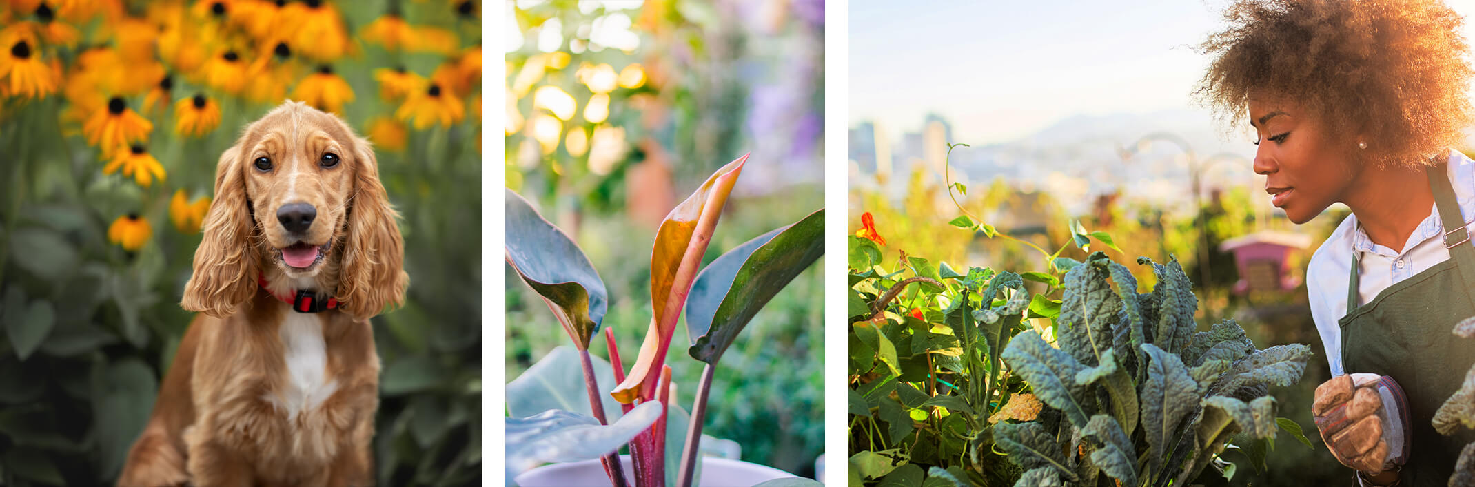 Collage: dog in garden with yellow echinacea flowers, a close up of a Bird of Paradise plant with blurred garden background, and a woman gardener admiring her vegetable garden and kale