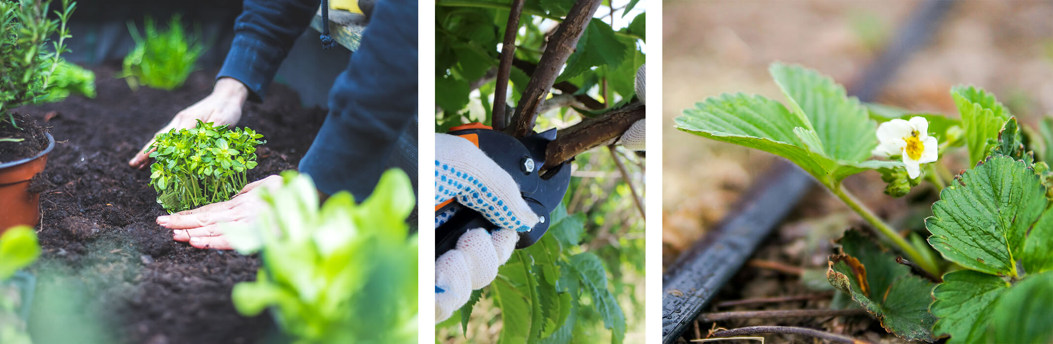 3 images: someone planting a raised edible garden bed, someone pruning a shrub or tree, and a drip line running by a stawberry plant