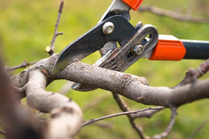 Pruners trimming branches