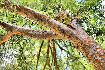 Chinese Elm Tree - view from beneath