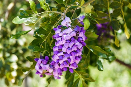 Closeup of purple blooms on Texas Mountain Laurel tree