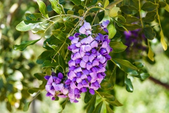 Closeup of purple blooms on Texas Mountain Laurel tree