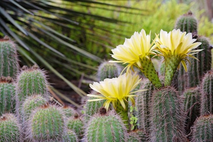 Yellow blooming cactus in desert garden