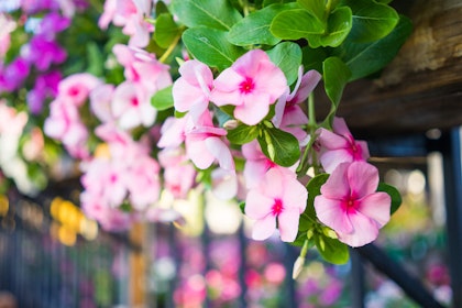 Closeup of Pink vinca flowers in a planter on a fence with purple flowers in background