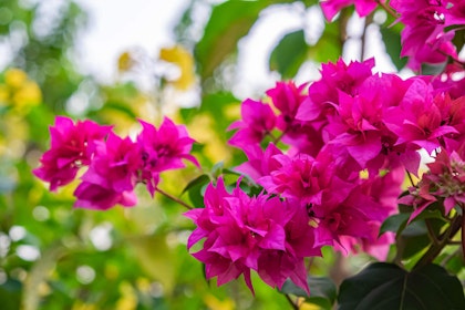 Fuschia bougainvillea plant in garden with blurred leaves in background