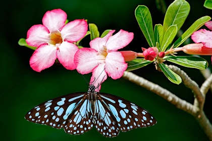 A pink and white adenium (desert rose) with a light blue and brown butterfly