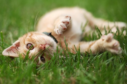 Kitten rolling on green grass lawn